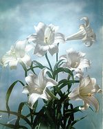 Lilies